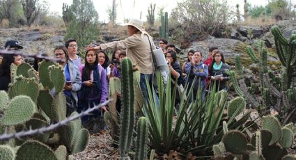 Jardín botánico de la UNAM: compra plantas y aprende cómo cuidarlas en su expo 2024