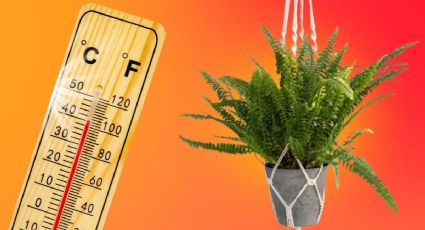 3 plantas colgantes que absorben el calor que debes tener en casa