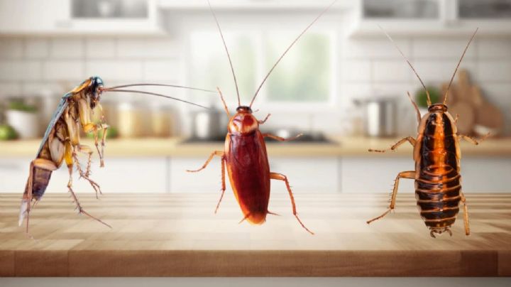 Los 4 tipos de plagas de cucarachas más comunes en las casas
