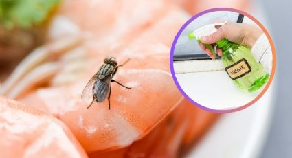 La trampa con 3 ingredientes de tu cocina para eliminar a las moscas de forma definitiva