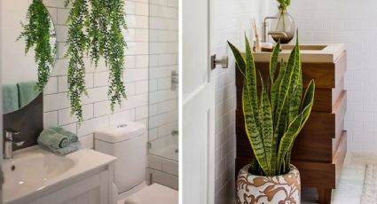 5 plantas que puedo poner en mi baño según el Feng shui
