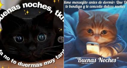 Stickers de gatitos tiernos para dar las "buenas noches" por WhatsApp