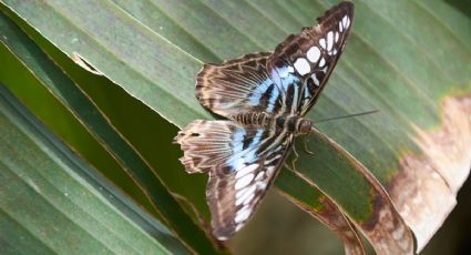 ¿Cómo ahuyentar de tu casa a la mariposa de la muerte?