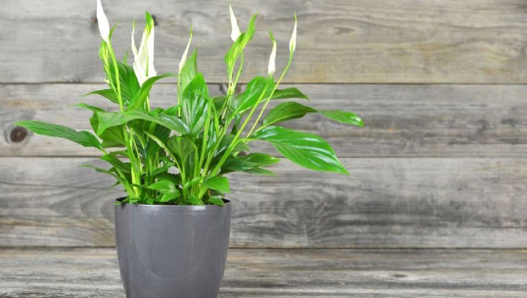 5 plantas de interior para principiantes