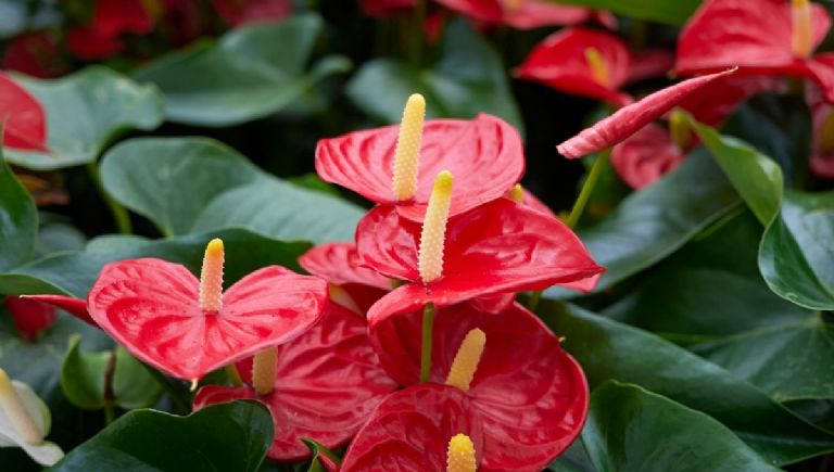 estas son las plantas de interior que pueden cuidar los principiantes