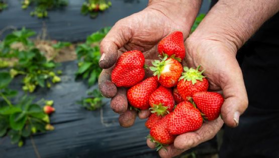 ¿Qué alimentos tienen la proteína p62 y qué relación tiene con el cáncer?