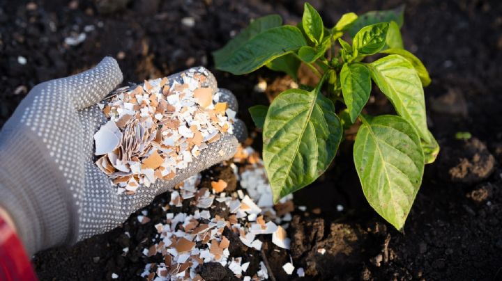 ¡No tires el cascarón de huevo! Mejor aprende a hacer este abono para tus plantas paso a paso