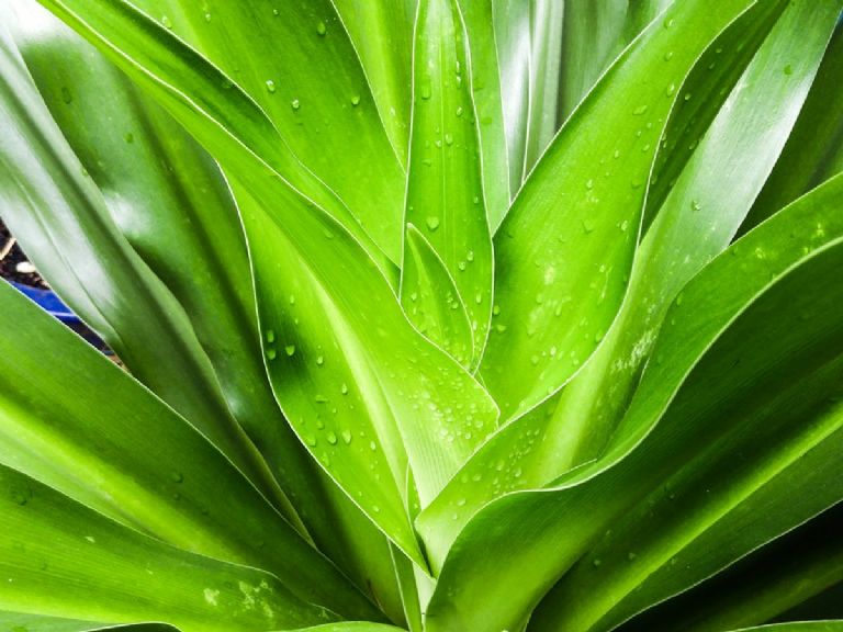 Mascarillas de aloe vera para hidratar el cabello seco y esponjado