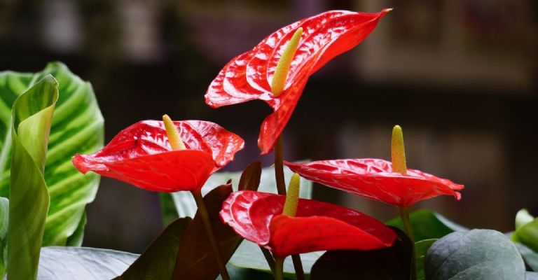 Plantas para atraer buena suerte: Anturio