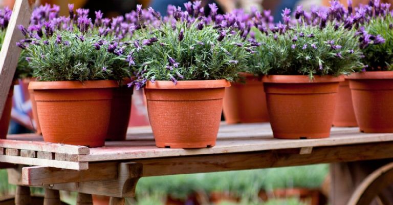 Plantas para atraer buena suerte: Lavanda