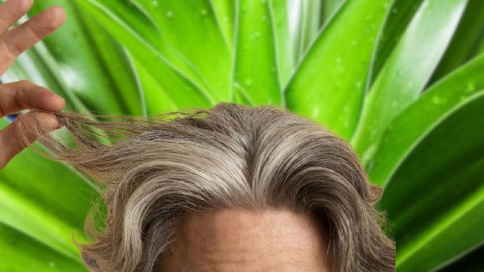 ¿El aloe vera es bueno para las canas? La forma de usarlo para oscurecer el cabello