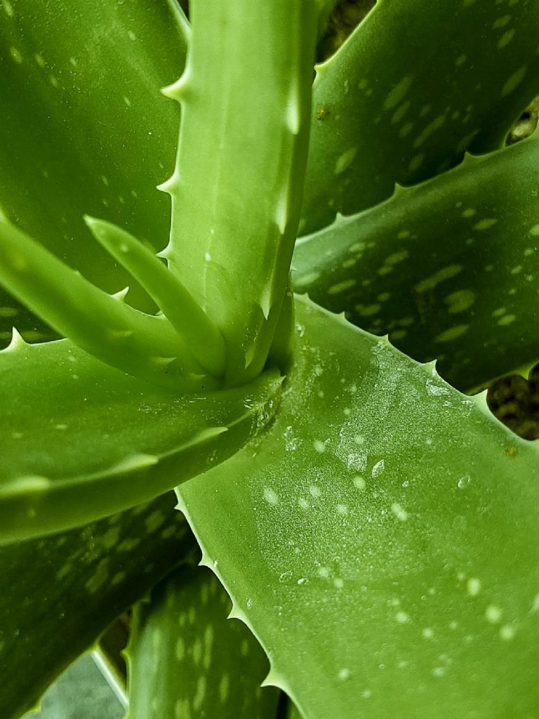 Beneficios del aloe vera para las canas