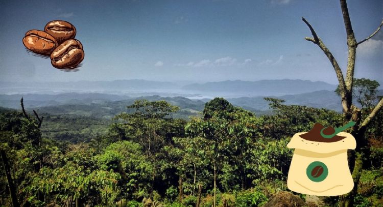 Visita Rancho Grande, el paraíso cafetalero para disfrutar los paisajes más bonitos de México