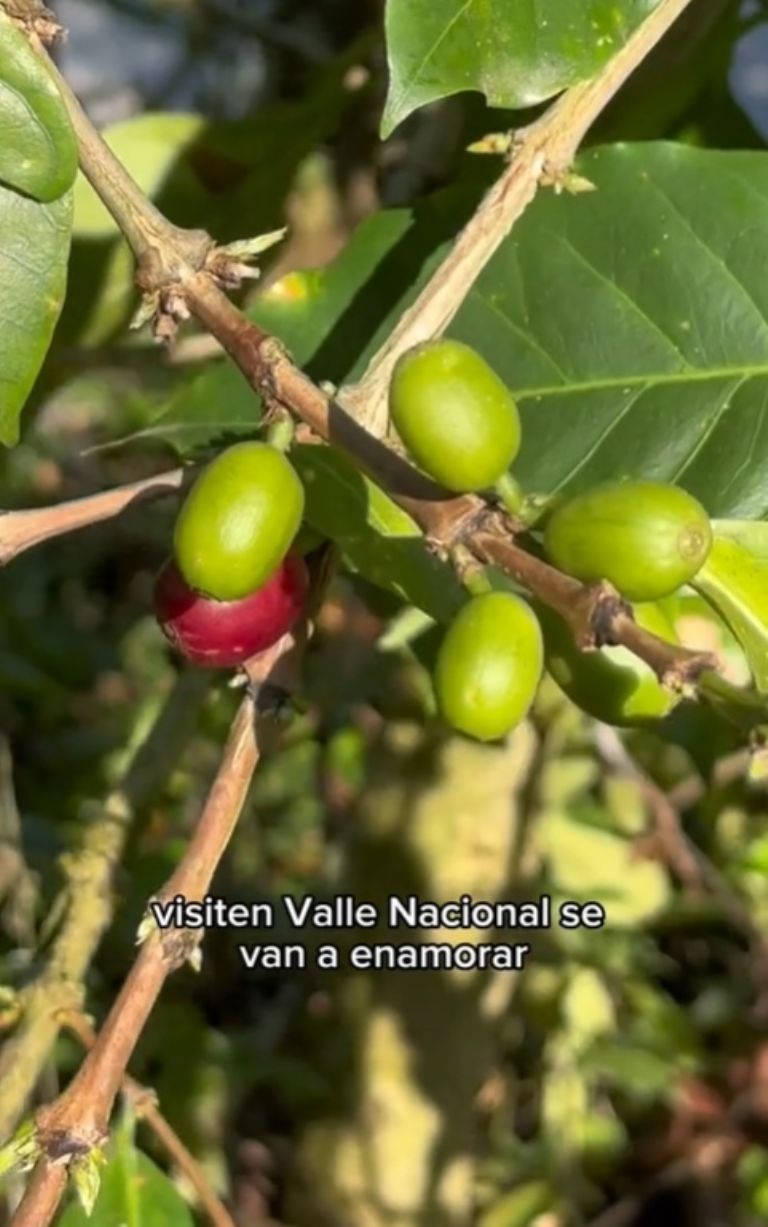 Dónde están los cafetales en Oaxaca