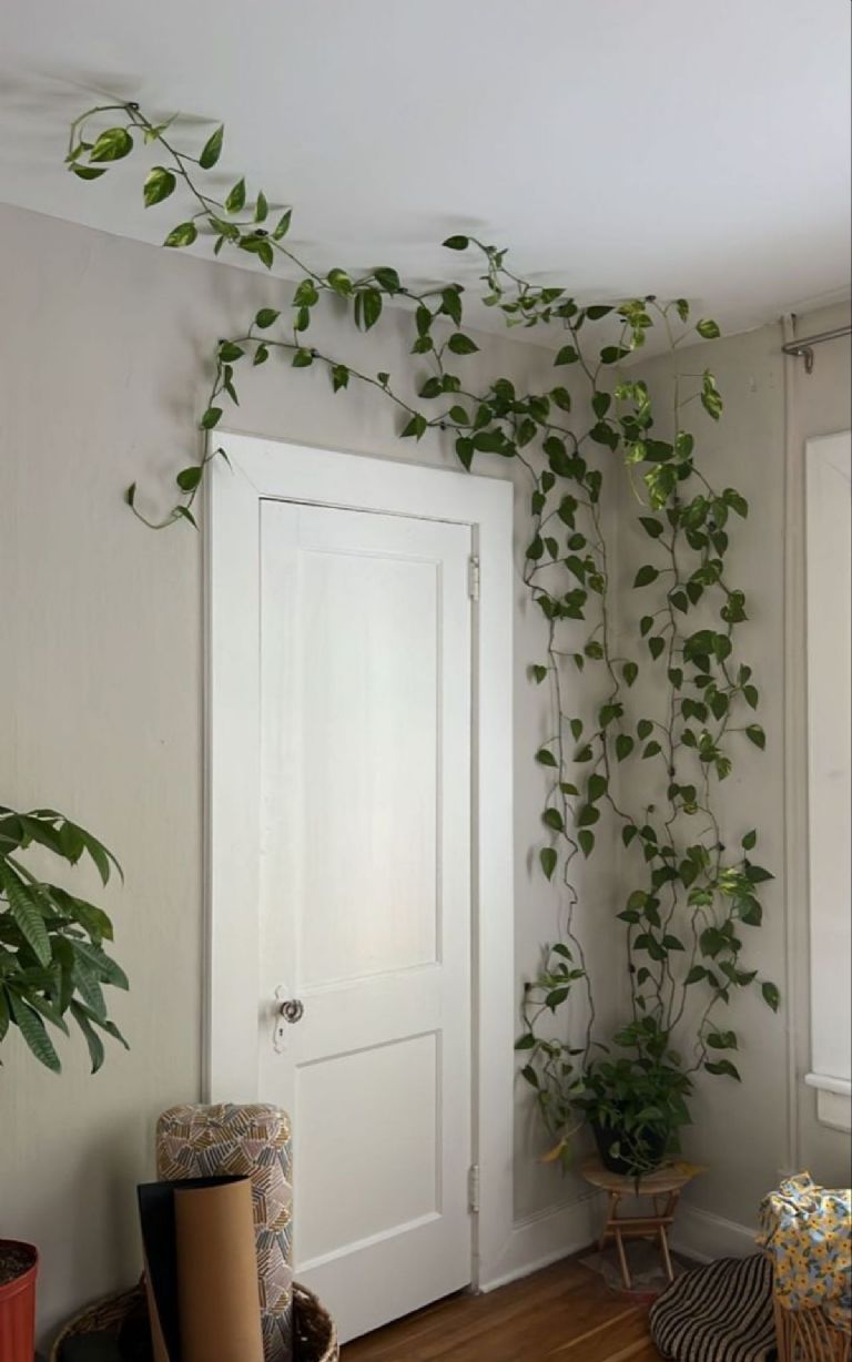 Decorar la pared con planta Pothos