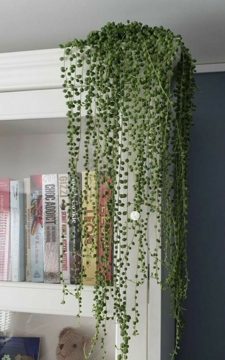 Decorar la pared con planta Senecio