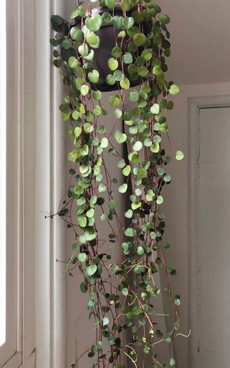 Decorar la pared con planta Peperomia