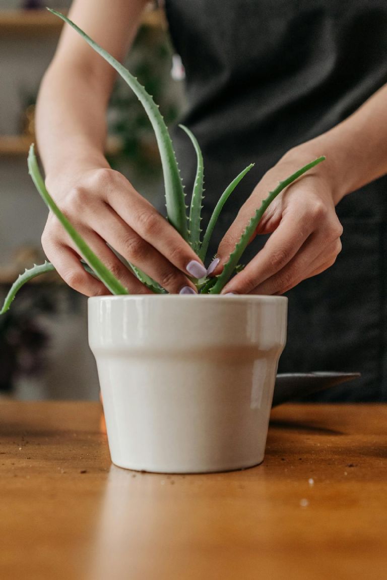 ¿Cómo usar aloe vera para las quemaduras?