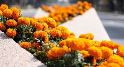 ¿Cómo conservar más tiempo la flor de cempasúchil en nuestra ofrenda?