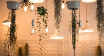 ¿Qué son las plantas colgantes aesthetic y cómo puedo decorar mi casa?