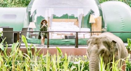 Puedes dormir con elefantes bajo las estrellas en una burbuja de la selva de Tailandia