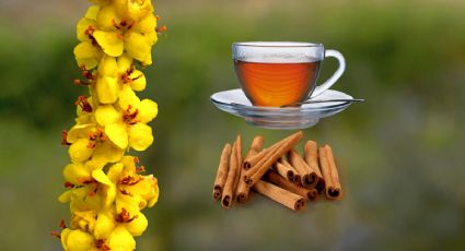 3 beneficios del té de gordolobo con canela para las vías respiratorias