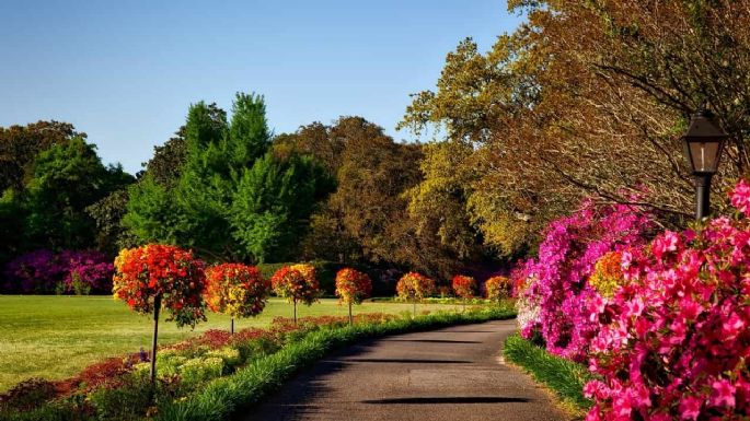 Arbustos hermosos y fáciles de cuidar para tener un jardín lleno de color