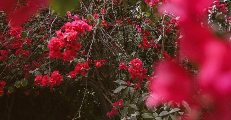 Arbustos fáciles de cuidar para adornar el jardín