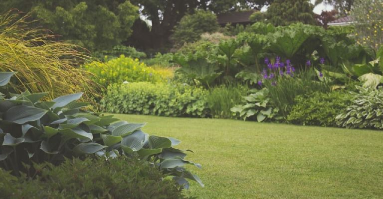 Arbustos fáciles de cuidar para adornar el jardín