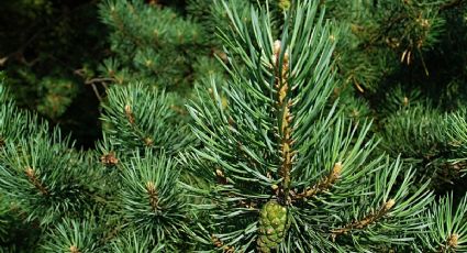 ¿Vas a tirar tu árbol de Navidad? Estos son los centros de acopio de la CDMX