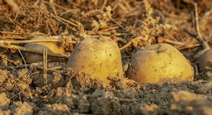 Cáscara de papa, el arma secreta que te ayudará a embellecer tu jardín