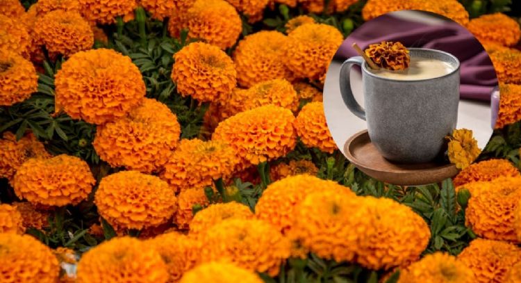 ¿Qué pasa si como flor de cempasúchil?