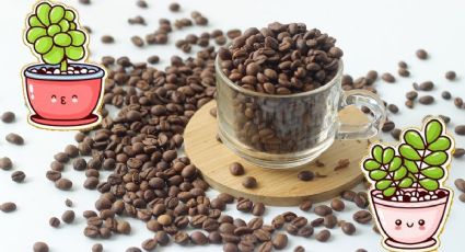 5 usos del café en tus plantas que desconocías y tienes que probar