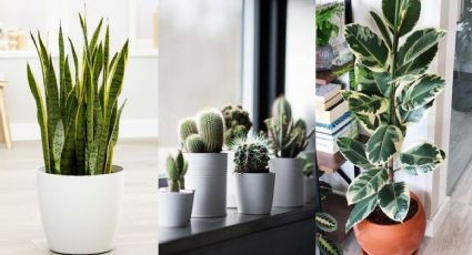 5 plantas que puedes poner en la oficina y no ocupan tanto espacio