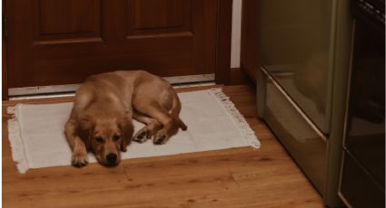 3 formas de cuidar a tus perritos si debes salir de casa