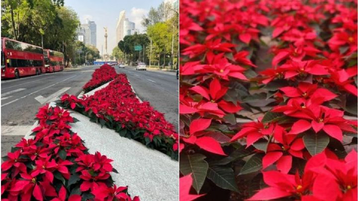 Lánzate al Festival de la Flor de Noche Buena: fecha, precio y cómo llegar