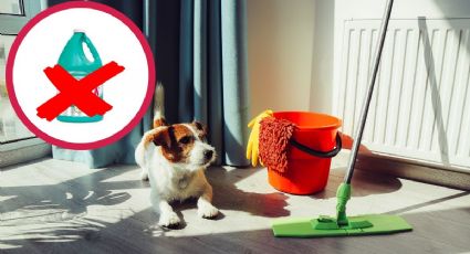 ¿Por qué no limpiar con cloro la orina de perro o gato?