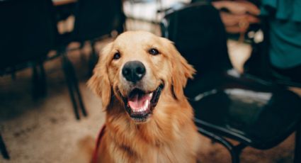 ¿Cómo eliminar las garrapatas de tu perro con remedios caseros?