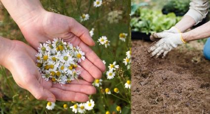 Aprende sembrar manzanilla en casa con sobres de té