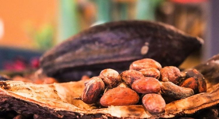 ¿Qué beneficios tiene el cacao?