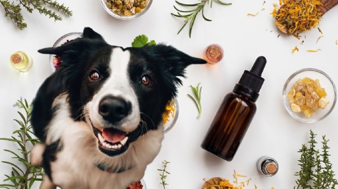 Prepara este spray de aromaterapia para tu perro y haz que se relaje