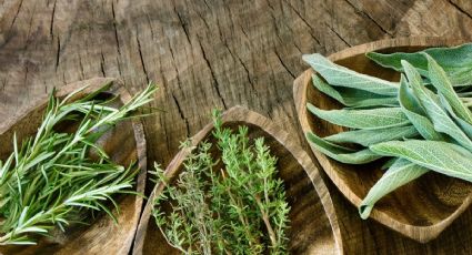 3 plantas aromáticas para tener en el interior de tu casa