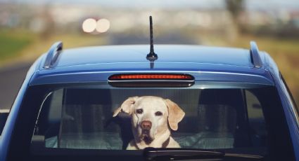 5 lugares para viajar con tu perro esta Semana Santa 2022