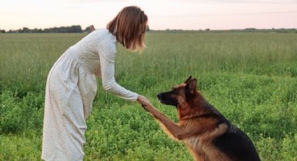 ¿Cuáles son los 5 perros más inteligentes del mundo?