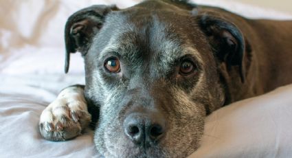 ¿Por qué la mirada de tu perro te causa tanta ternura? Esto dice la ciencia