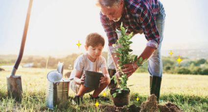 ¿Qué debes saber antes de sembrar un árbol en tu casa?