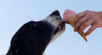 Prepara este helado libre de lactosa para refrescar a tu mascota