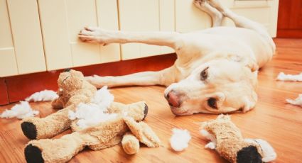 ¿Cuáles son las 10 razas de perro más desobedientes? Conoce los lomitos más rebeldes