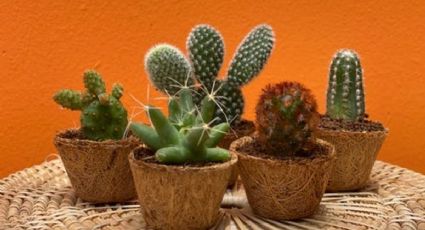 ¿Lo tienes? ESTE cactus es ilegal y podría estar en tu casa sin saberlo