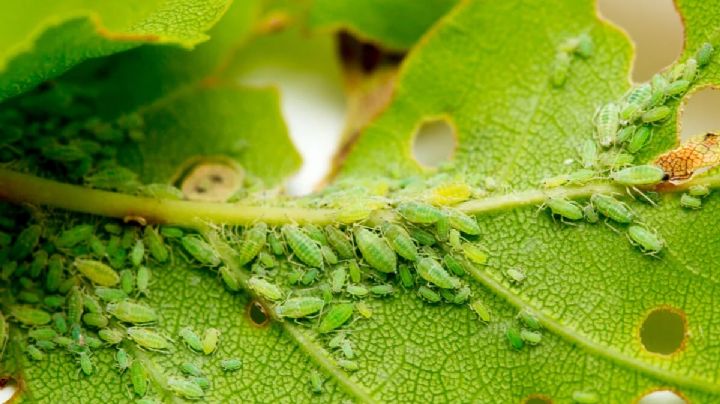 Acaba con el pulgón de las plantas con este insecticida casero con ajo